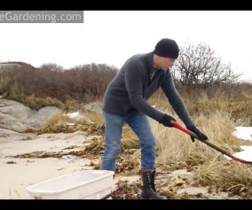 Mulching With Seaweed: An Excellent Fall or Winter Gardening Activity