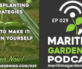 Ep 29: Transplanting Strategies - How To Make It Easy On yourself