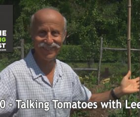 Talking Tomatoes with Lee Reich