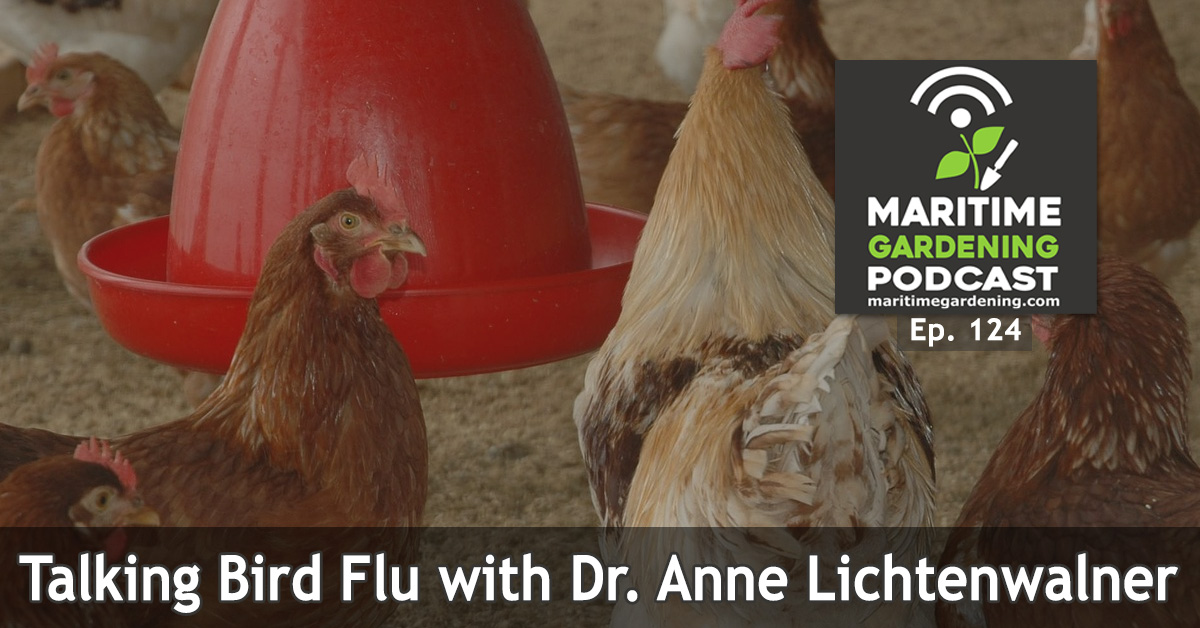 124: Talking Bird Flu with Dr. Anne Lichtenwalner