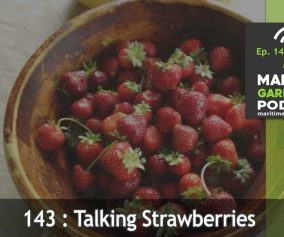 Talking Strawberries - Maritime Gardening Podcast